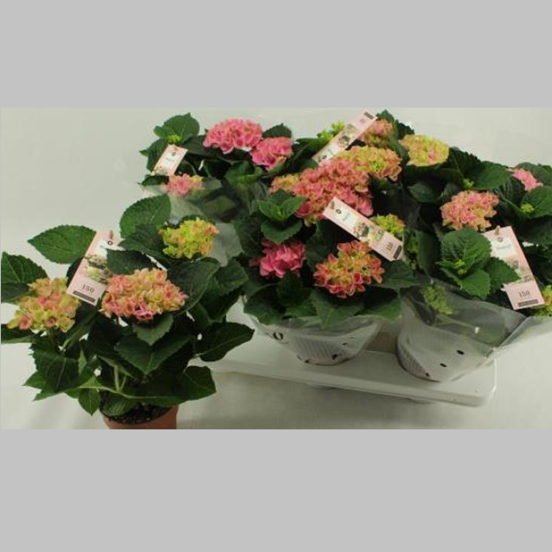 Hortensia Roz, 40 cm